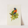 Blue Mountain Lory (1884-1887) by Alexander Francis Lydon