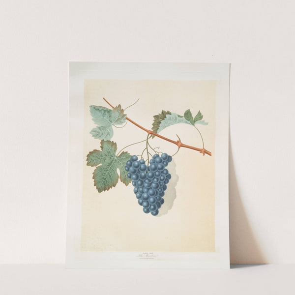 Blue muscadine (grapes). (1812) by George Brookshaw