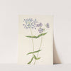 Blue Phlox. Phlox divaricata (1925) by Mary Vaux Walcott