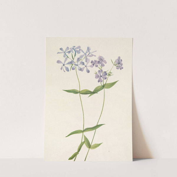 Blue Phlox. Phlox divaricata (1925) by Mary Vaux Walcott