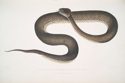 Blue spotted Cophias, Trigonocephalus purpurcornaculatus [purpureo-maculatus]. Singapore.