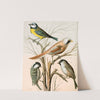 Blue Titmouse, Bearded Titmouse, Cole Titmouse, Marsh Titmouse by W. A . Blakston