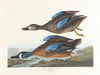 Blue-winged teal
