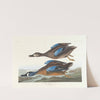 Blue-winged teal by John James Audubon
