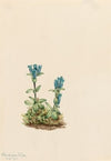 Sweetvetch (Hedysarum mackenzii) (1921)