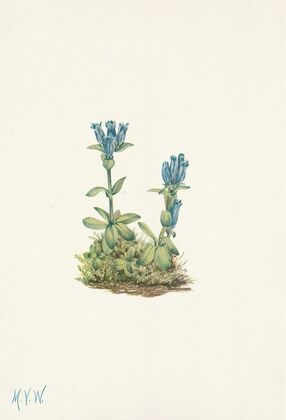 Bluegreen Gentian. Gentiana glauca (1925)