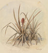 Blühende Ananas
