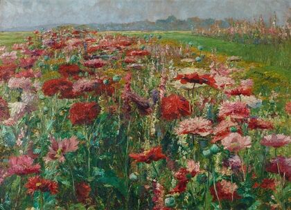Blühender Mohn