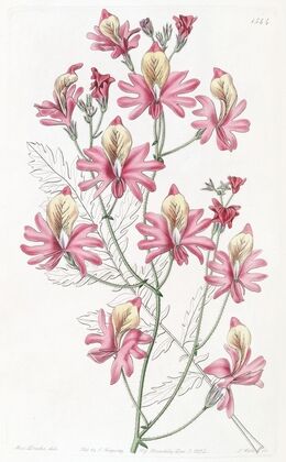 Blunt-petalled Schizanthus