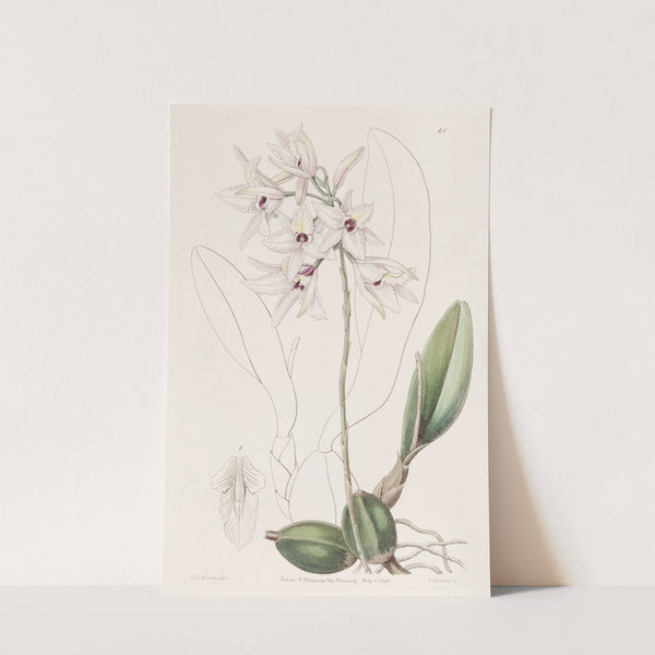 Blushing Laelia by Sydenham Edwards