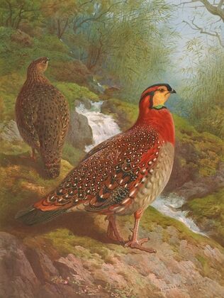 Blyth’s Tragopan (1918-1922)