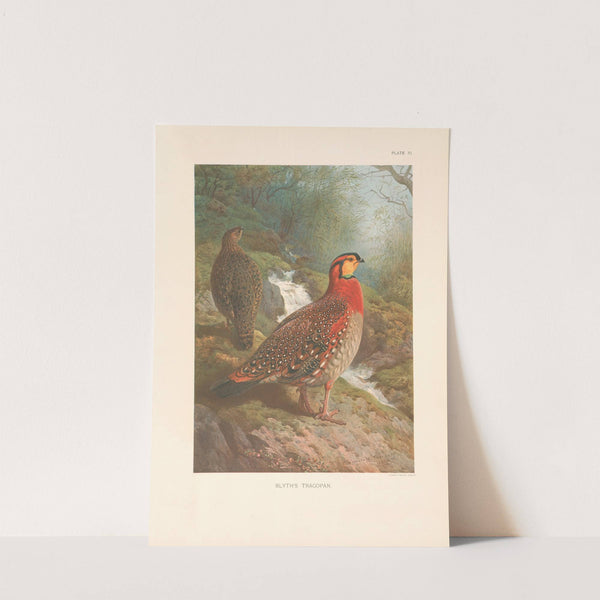 Blyth’s Tragopan (Tragopan blythi blythi). (1918-1922) by Archibald Thorburn