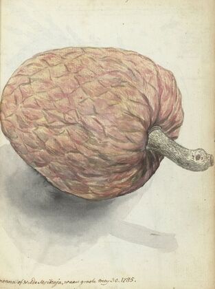 Boanonna of wilde serikaja (1785)