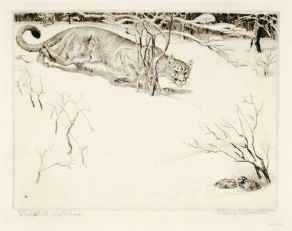 Bob-white and Puma