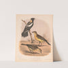 Bobolink or Rice-bird. Dolichonyx oryzivora. 1. Male in summer. 2. Male in winter. 3. Female (1874) by Louis Prang & Co.