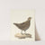 Bobwhite (Colinus virginianus) by Pieter Pietersz. Barbiers