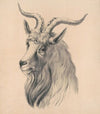 Bock large head (1882)