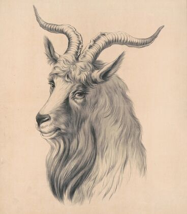 Bock large head (1882)