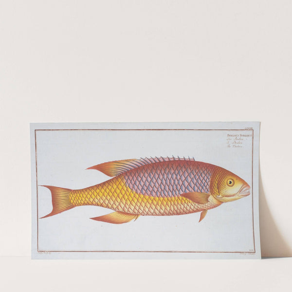 Bodianus Bodianus, The Bodian. (1785-1797) by Marcus Elieser Bloch