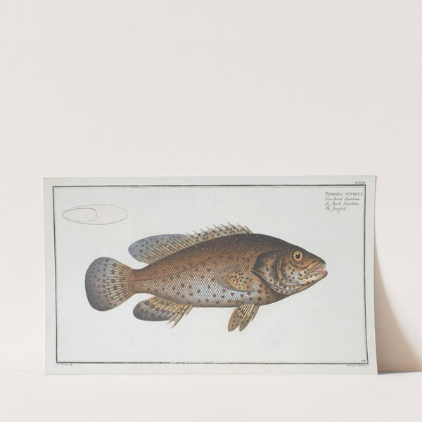 Bodianus guttatus, The Jen-fish. (1785-1797) by Marcus Elieser Bloch