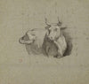 Boeuf