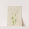 Bog-Asphodel (Tofieldia intermedia) (1920) by Mary Vaux Walcott