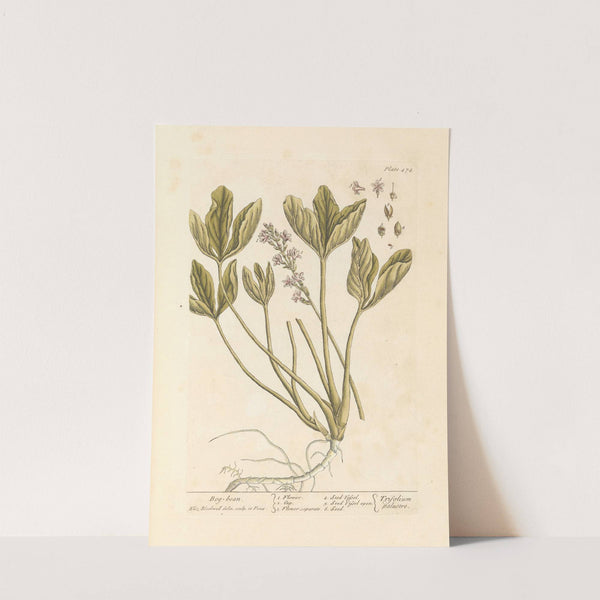 Bog bean by Elizabeth Blackwell