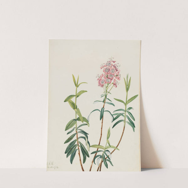 Bog Kalmia (Kalmia polifolia) (1922) by Mary Vaux Walcott