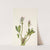 Bogbean. Menyanthes trifoliata (1925) by Mary Vaux Walcott