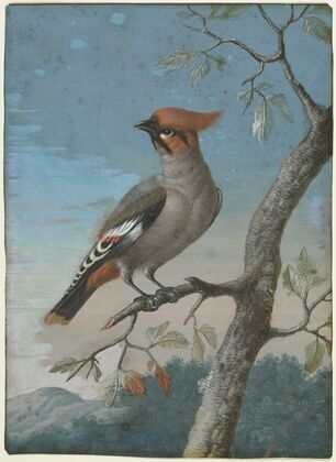 Bohemian Waxwing (c. 1714–73)