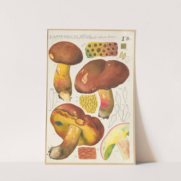 Boletus appendiculatus Schäff (1915-1945) by Hans Walty