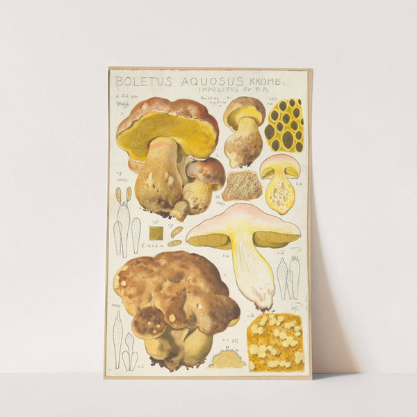 Boletus aquosus (1915-1945) by Hans Walty