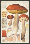 Boletus aurantiacum Bull. (1915-1945)