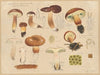 Boletus badius Fr. (1915-1945)