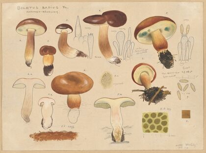 Boletus badius Fr. (1915-1945)
