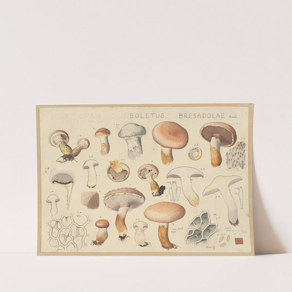 Boletus bresadolae Quél. (1915-1945) by Hans Walty