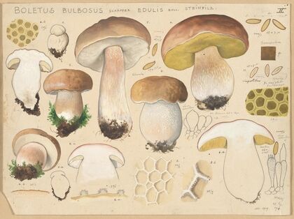 Boletus bulbosus Schäffer edulis Bull (1915-1945)