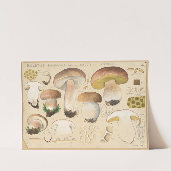 Boletus bulbosus Schäffer edulis Bull (1915-1945) by Hans Walty