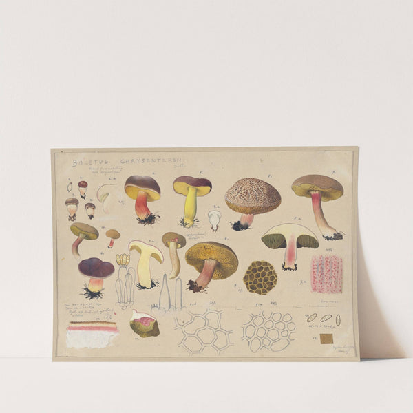 Boletus chrysenteron Bull. (1915-1945) by Hans Walty