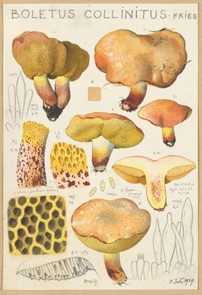 Boletus collinitus (1915-1945)