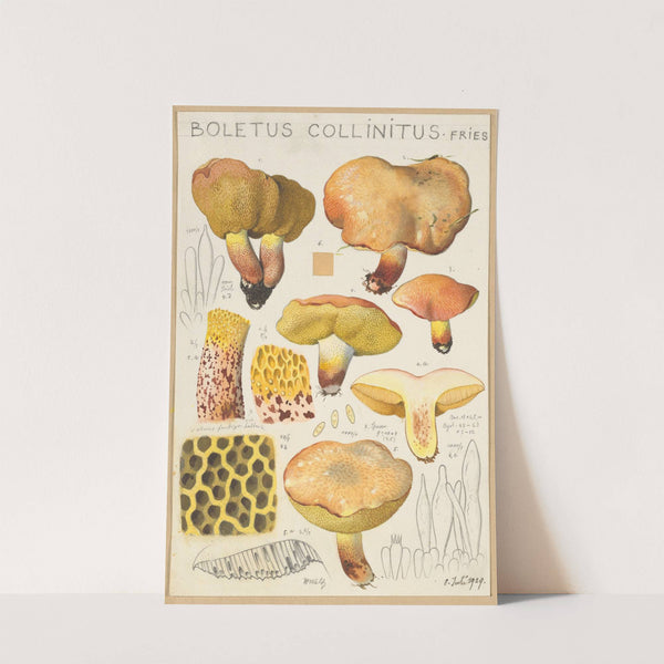 Boletus collinitus (1915-1945) by Hans Walty