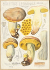 Boletus leoninus (1915-1945)