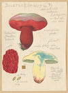 Boletus lupinus (1915-1945)