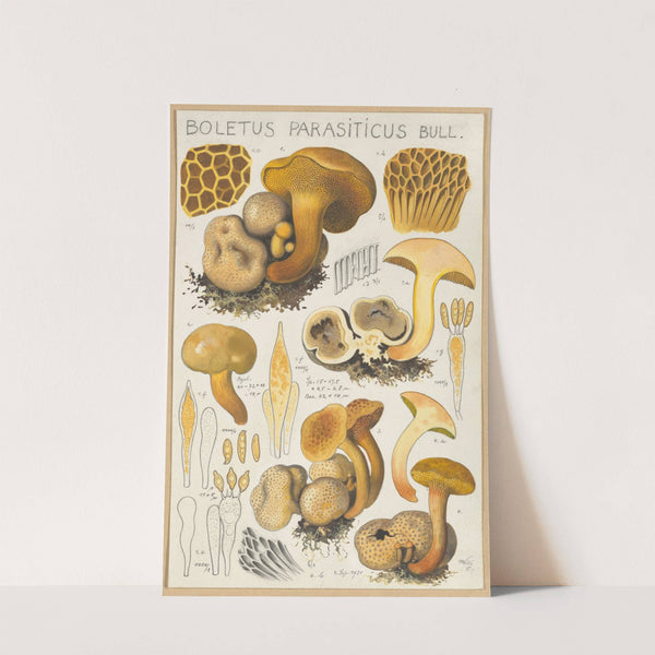 Boletus parasiticus (1915-1945) by Hans Walty