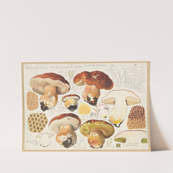 Boletus pinicola Vent. (1915-1945) by Hans Walty