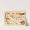 Boletus piperatus, Boletus bovinus (1915-1945) by Hans Walty