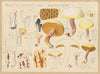 Boletus placidus Bon. B. pictilis Quélet. (1915-1945)