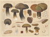 Boletus porphyrosporus Fr. (1915-1945)