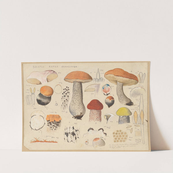 Boletus rufus Schaeffer. (1915-1945) by Hans Walty