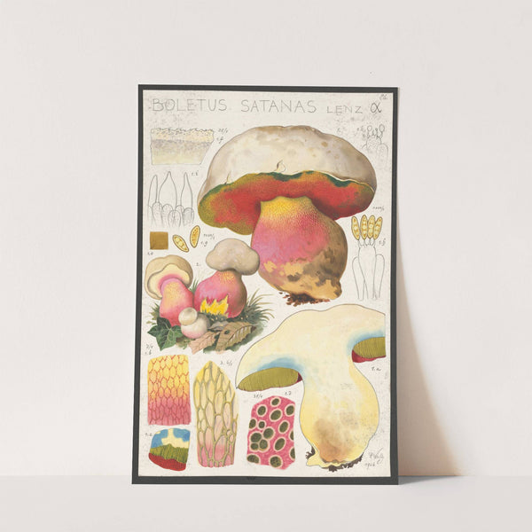 Boletus satanas Lenz α (1915-1945) by Hans Walty